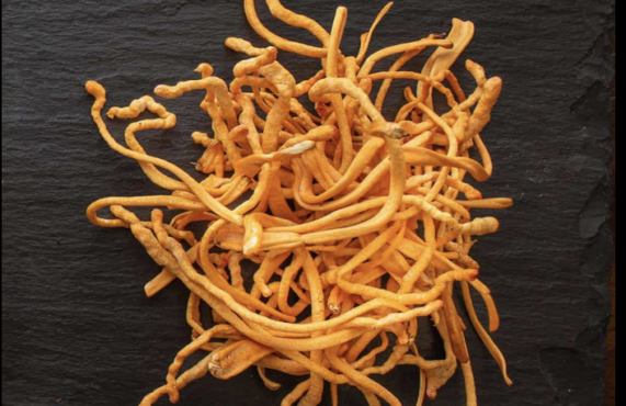 Dried orange cordyceps mushrooms on a dark slate surface