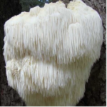 A white lion's mane mushroom with long cascading spines growing on a tree