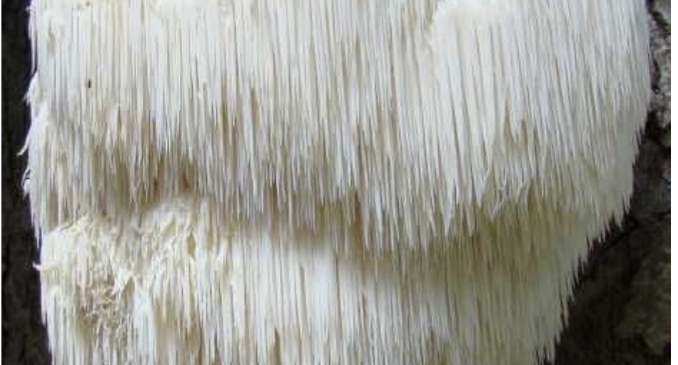 A white lion's mane mushroom with long cascading spines growing on a tree