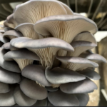 A cluster of grey oyster mushrooms with layered caps and gills