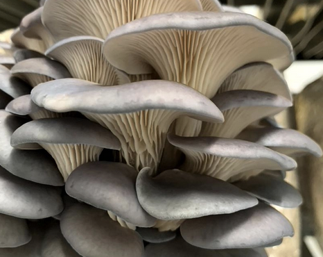 A cluster of grey oyster mushrooms with layered caps and gills