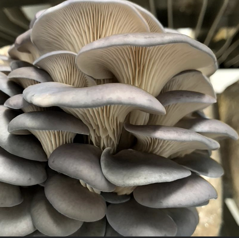 A cluster of grey oyster mushrooms with layered caps and gills