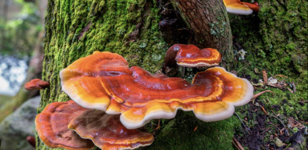 Glossy red-orange reishi mushrooms growing on a mossy tree trunk