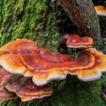 Glossy red-orange reishi mushrooms growing on a mossy tree trunk