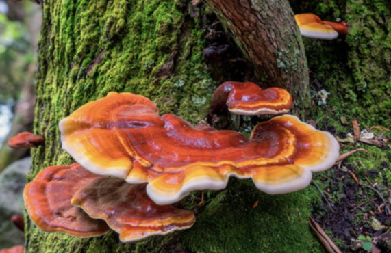 Glossy red-orange reishi mushrooms growing on a mossy tree trunk